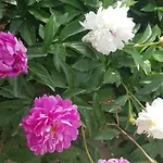 Apartman Nikolic 1 Makarska