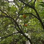 Nikolic 1 Apartman *