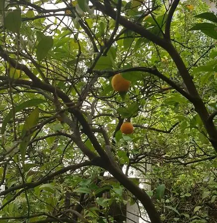 Nikolic 1 Lägenhet *