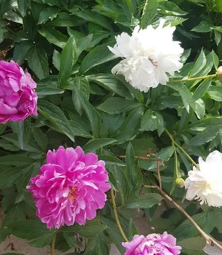 Апартаменти Nikolic 1 Макарська