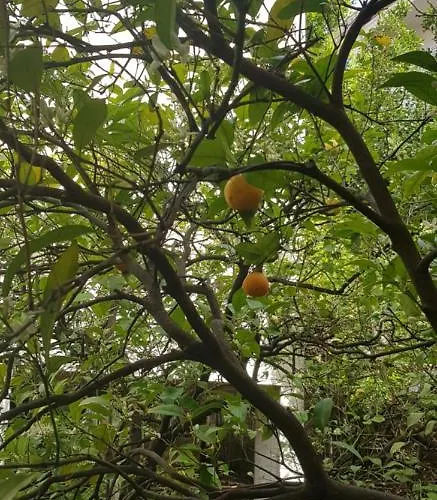 Nikolic 1 Апартаменти *