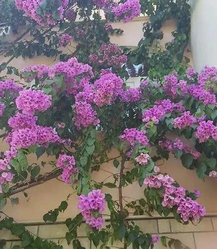 Apartmán Nikolic 1 Makarská