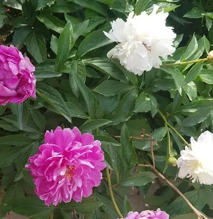 Apartmán Nikolic 1 Makarská